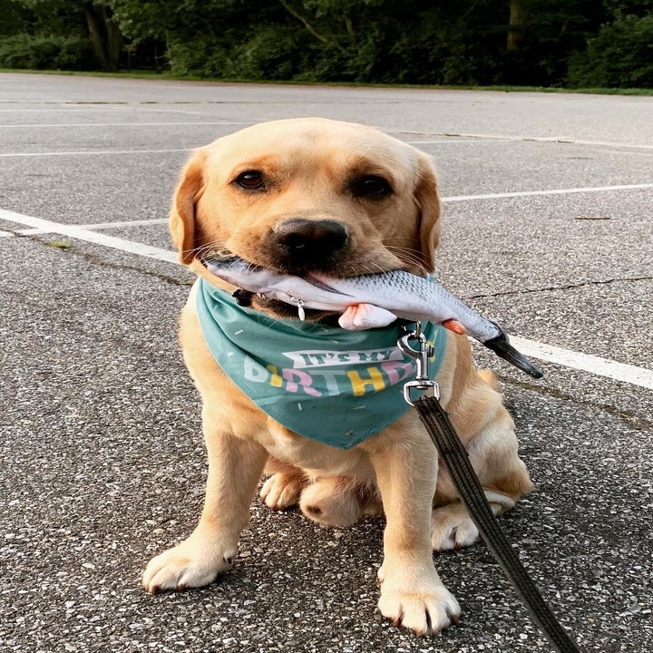 a reviewer's dog holding the fish in its mouth