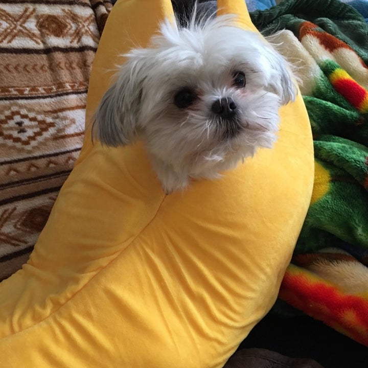 a reviewer's dog in the banana bed