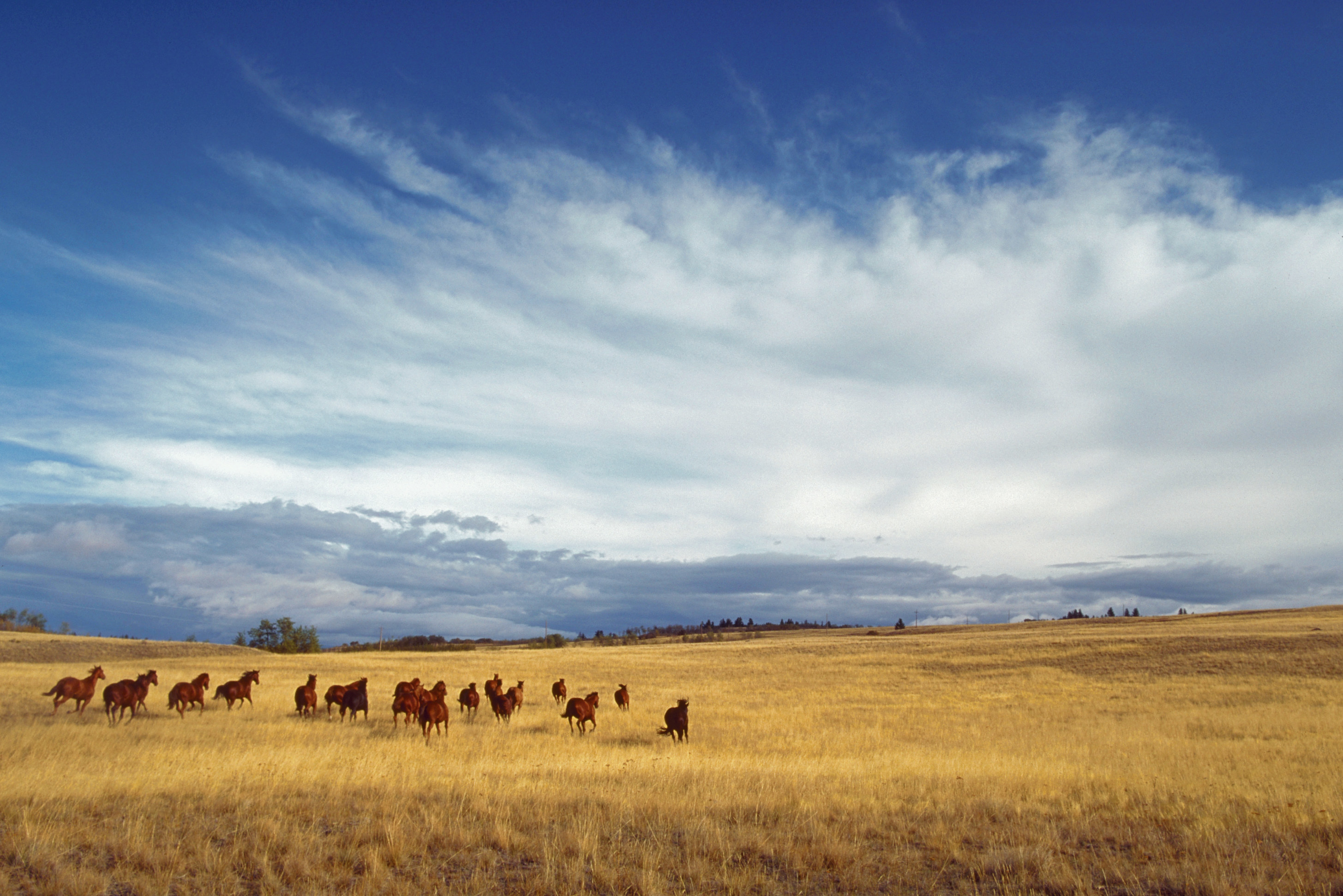 Horses on a dude ranch