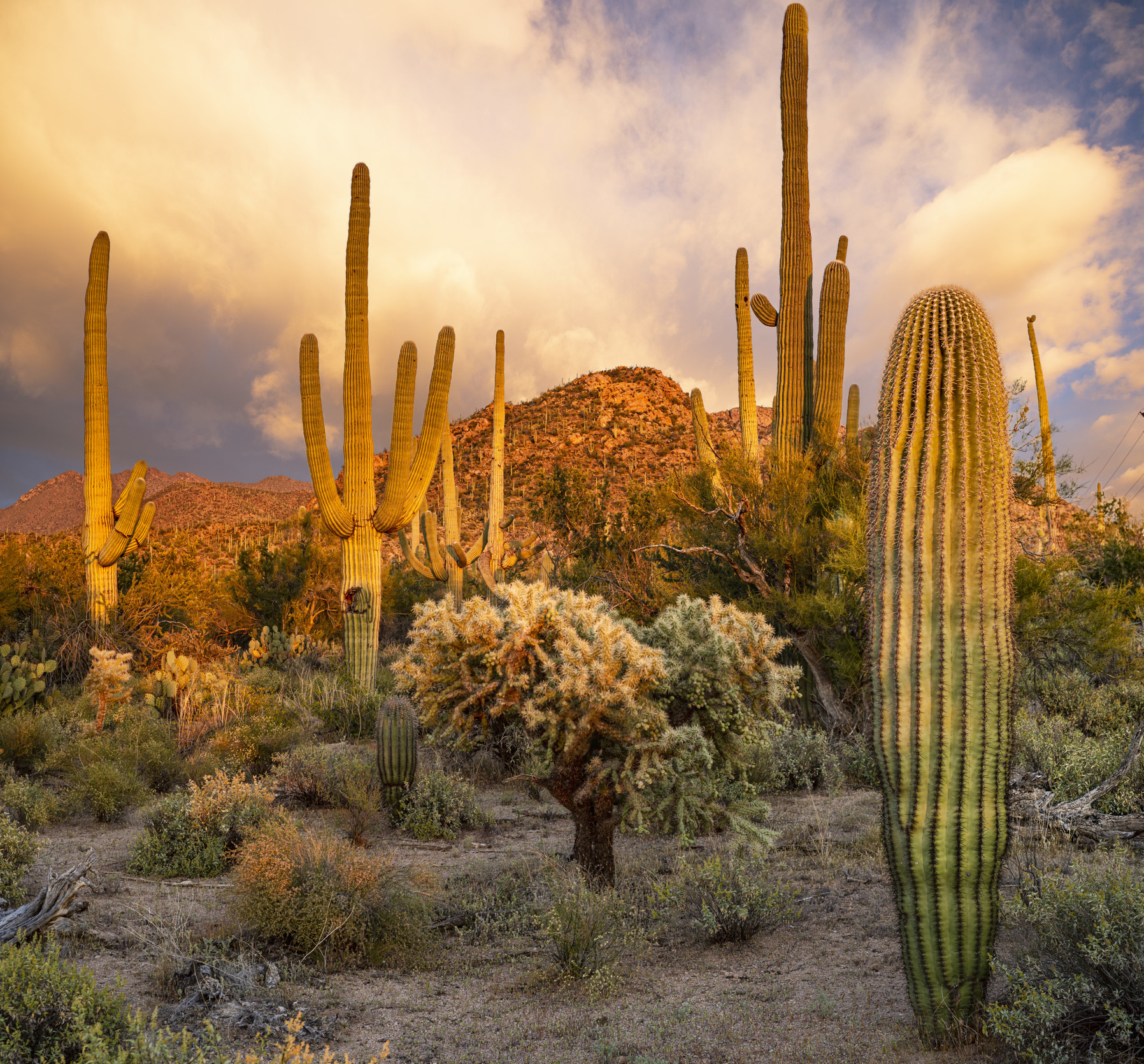 Cacti at Saguaro National Park at sunset.