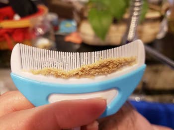 Reviewer holding the comb with the flakes it lifted
