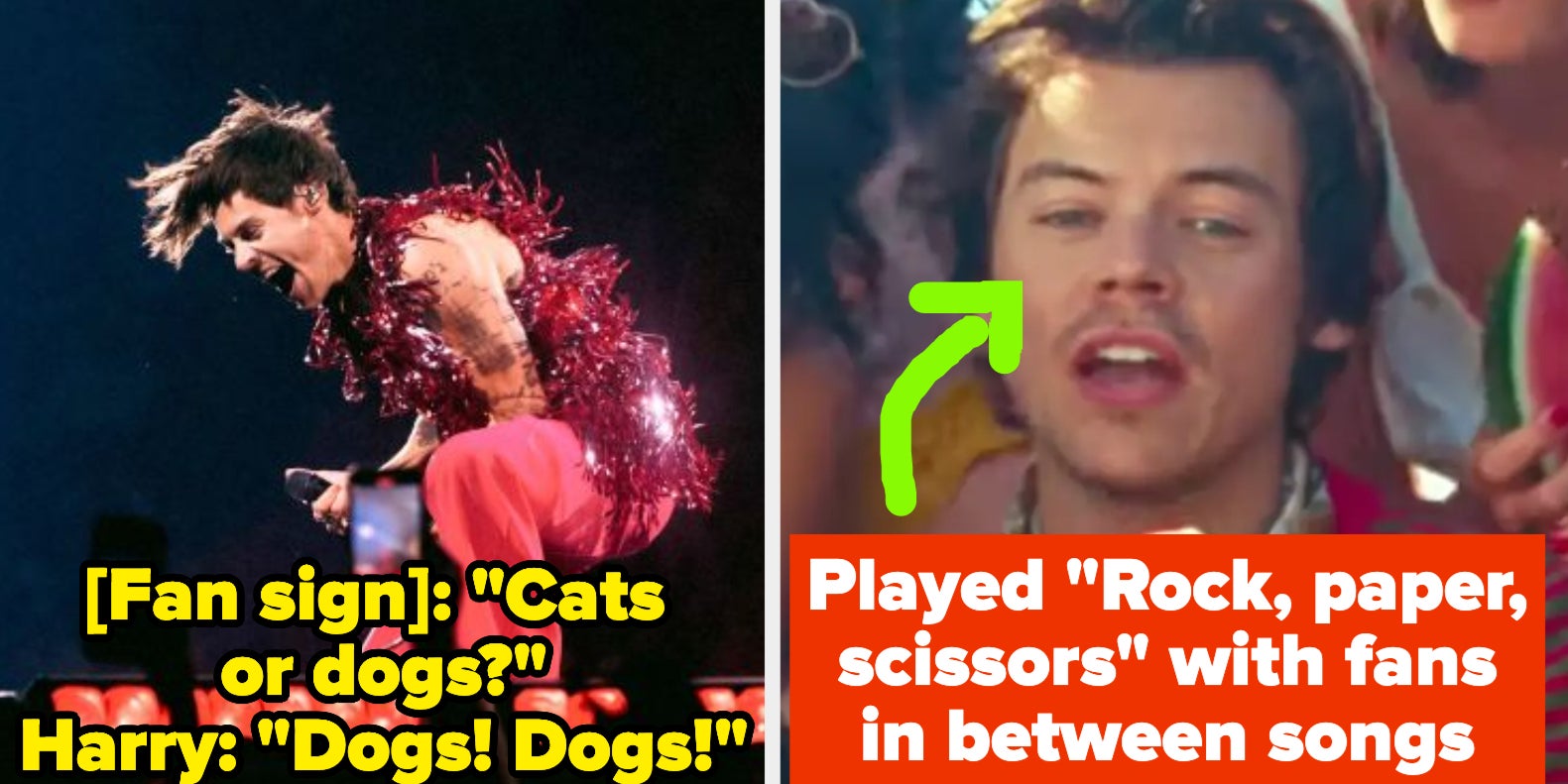 does harry styles like cats or dogs