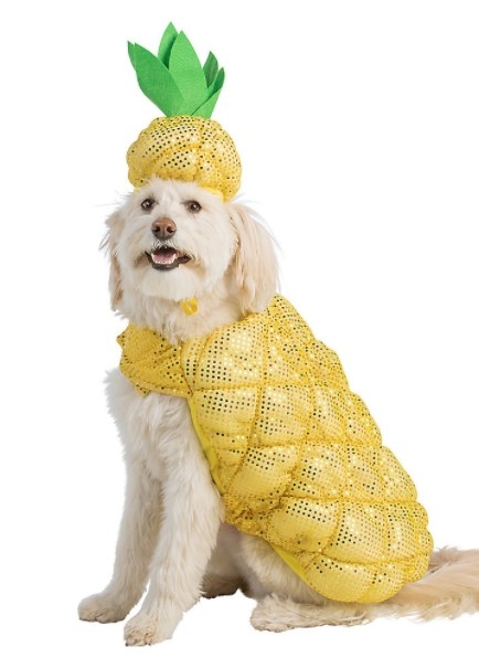 Dog wearing sparkly yellow pineapple costume and hat