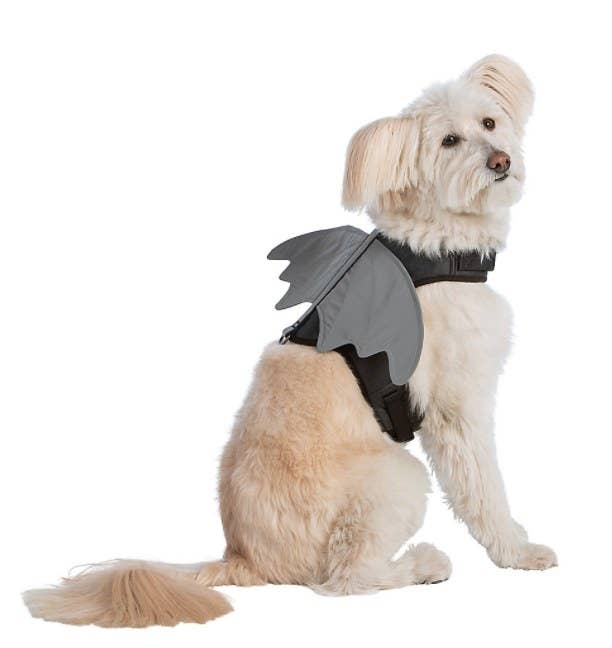 Dog wearing batwing dog harness
