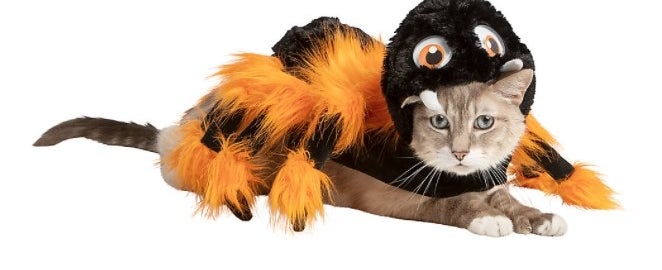 cat wearing spider costume