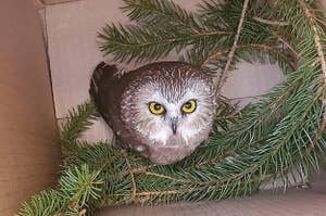 The owl rests in a cardboard box after being rescued from the Rockefeller Christmas tree