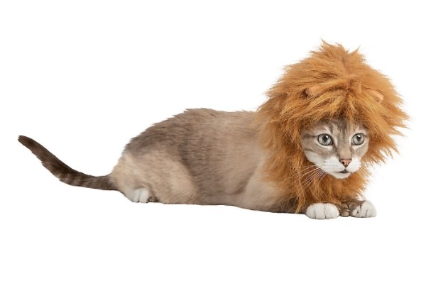 Cat wearing lion&#x27;s mane