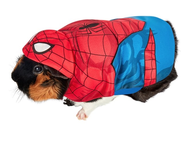 Guinea pig in spiderman costume