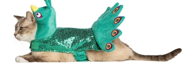 Cat waring sparkly peacock costume with hood