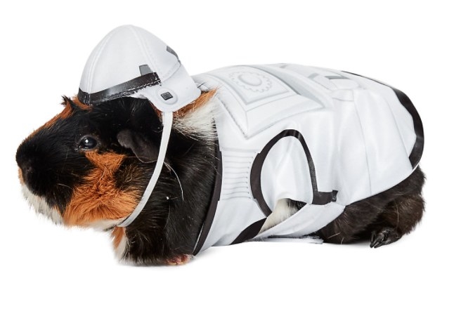 Guinea pig wearing stormtrooper costume