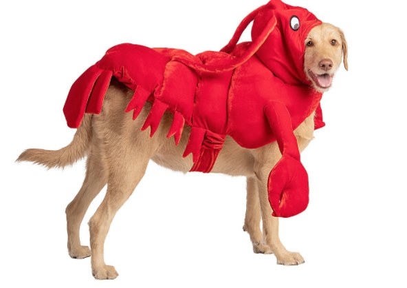 Dog wearing lobster costume