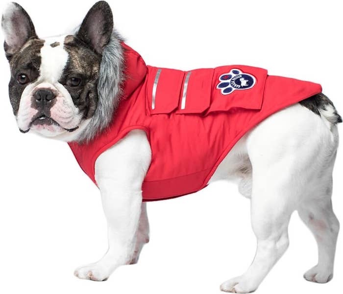 white and brown french bulldog wearing a red insulated jacket with furry hood
