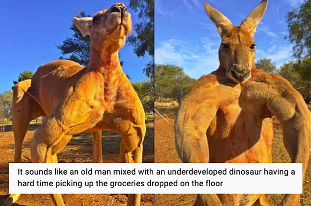The Noise Kangaroos Make Is Terrifying