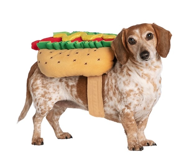 Dog wearing hot dog costume