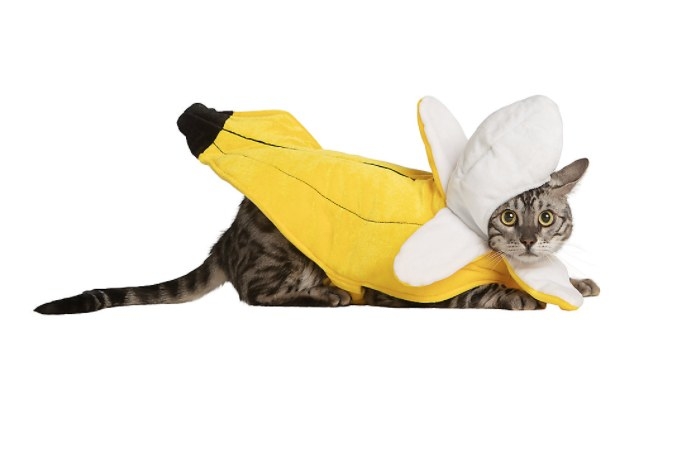 Cat wearing banana costume