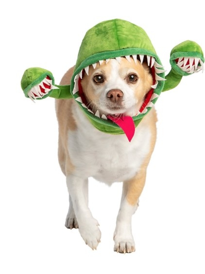 Dog wearing venus flytrap costume head