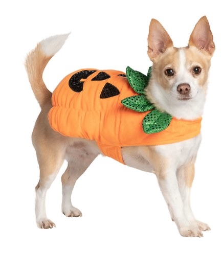 Dog wearing pumpkin costume