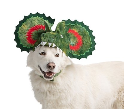 Dog wearing dinosaur hat