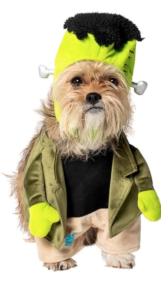 Dog wearing frankenstein costume