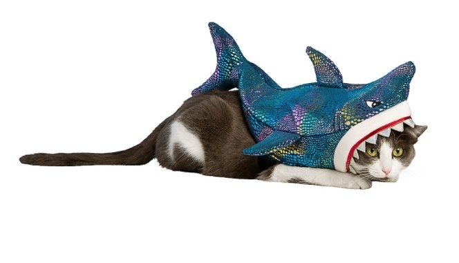Cat wearing shark costume