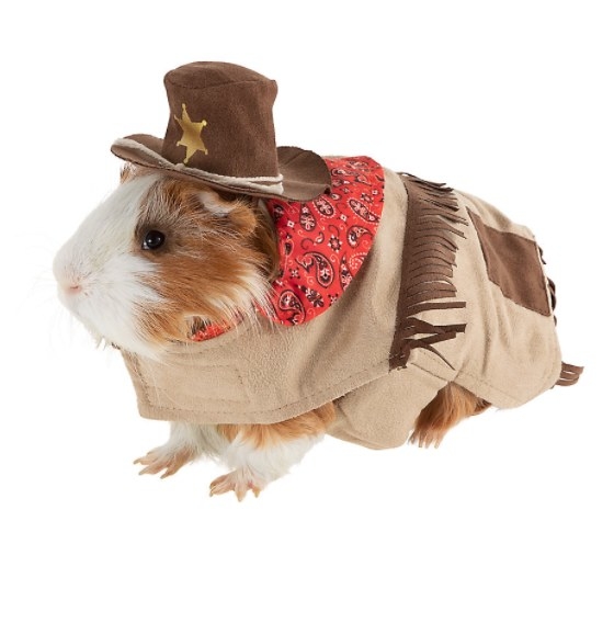 Guinea pig in a cowboy costume