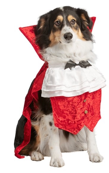 Dog in dracula costume