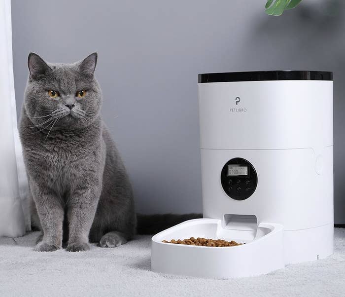 A cat sitting next to a cat food dispenser