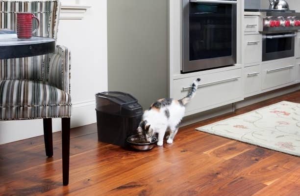 The automatic pet feeder