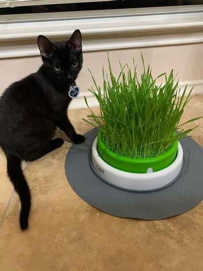 a cat sitting next to a pot overgrown with cat grass