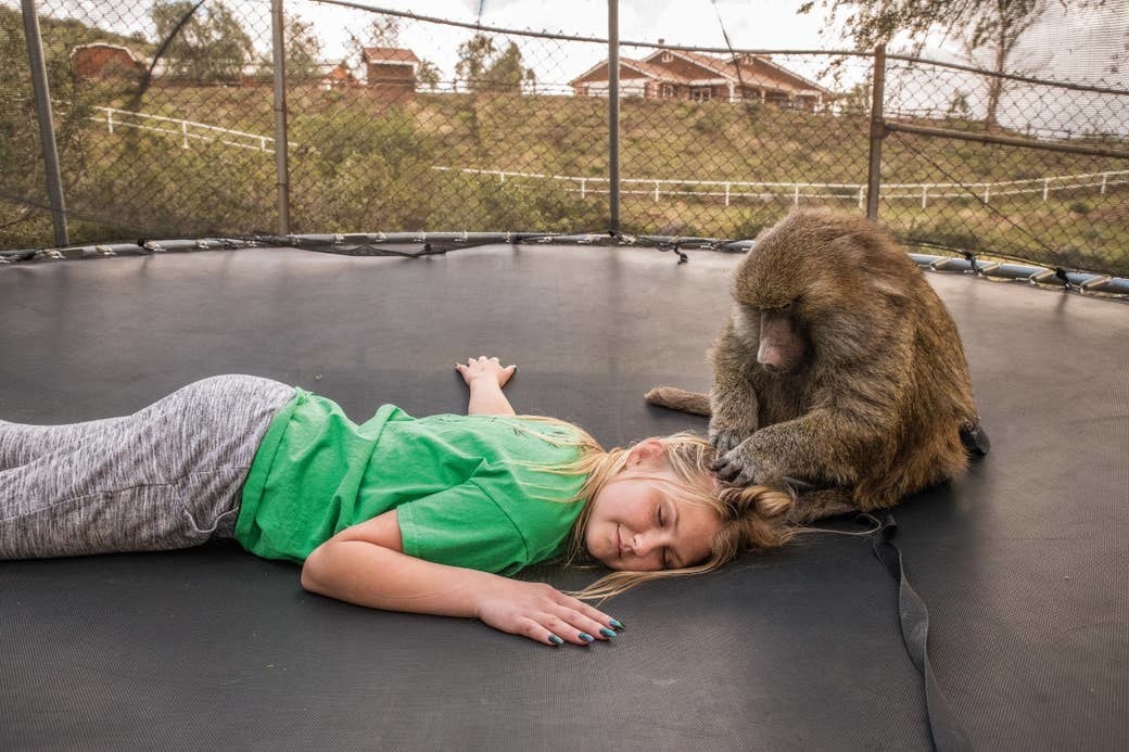 A young girl lies down on a trampoline as a monkey plays with her hair