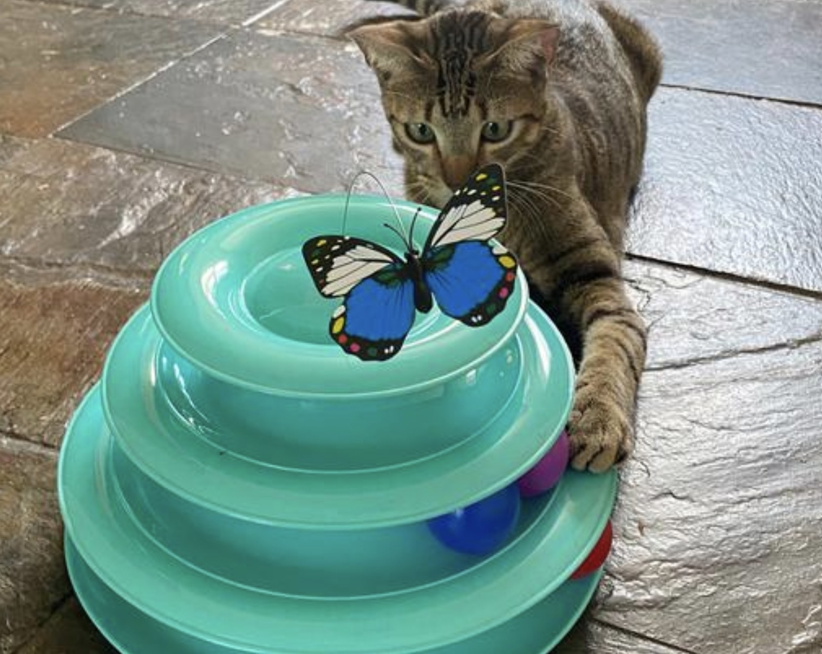 A cat playing with a triple-tiered blue cat toy