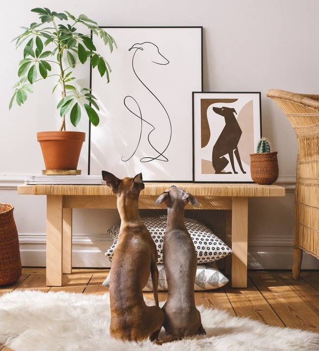 photo of two dogs looking up at illustration