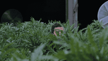 Andy Samberg peeking out from weed plants
