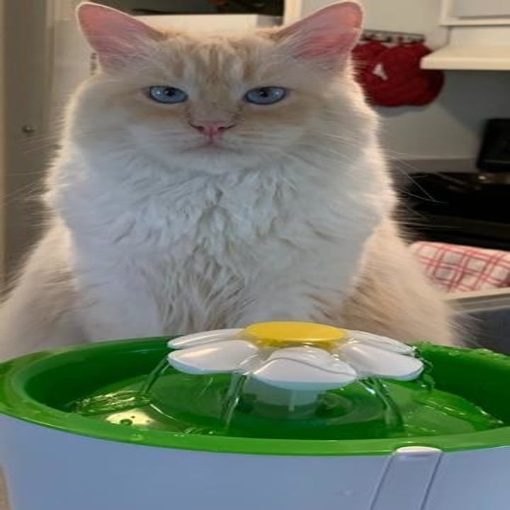 a cat sitting in front of a running water fountain