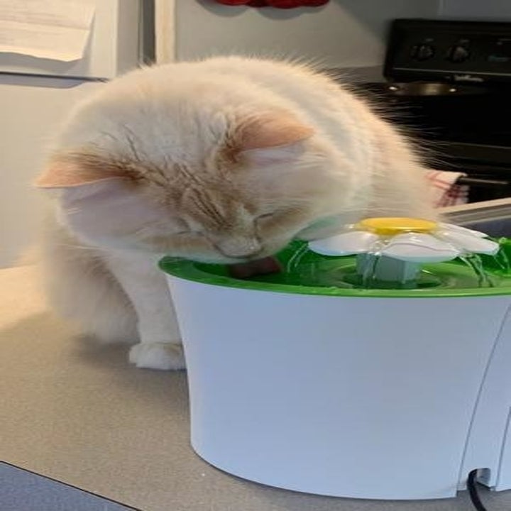 a cat drinking out of a running water fountain