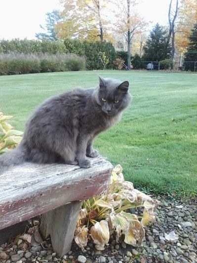 a grey cat sitting outdoors