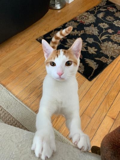 a white and orange cat sitting up, trying to grab their owners attention