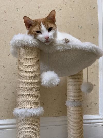 a white and orange cat sitting in an ivory cat tree with two scratching posts and two furry pom poms