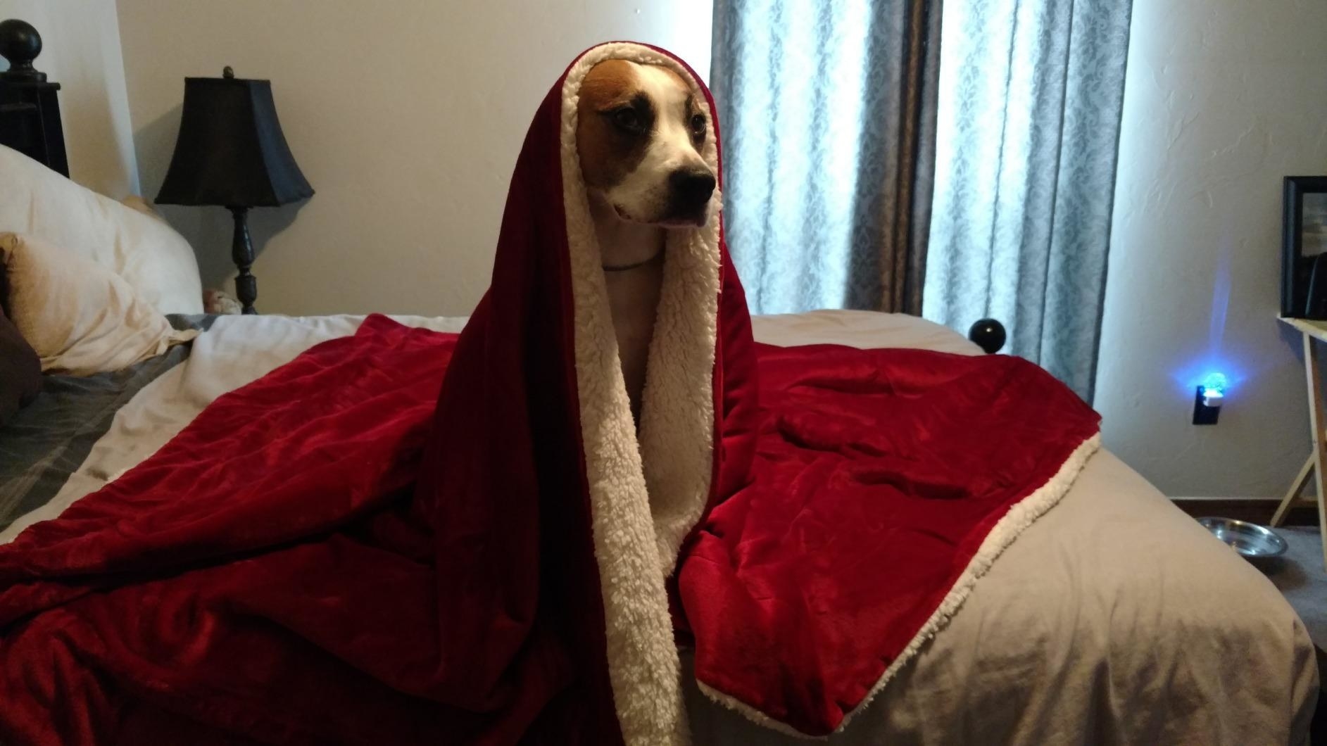 a dog sitting on a bed with a red blanket over the dog&#x27;s head