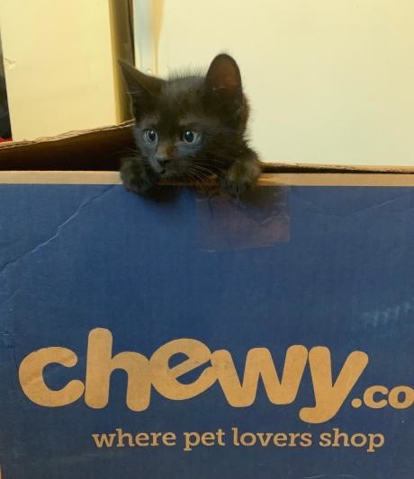 A black kitten poking its head out of a box