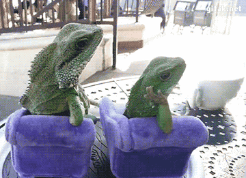 Two Iguanias lounge on two couches like humans.