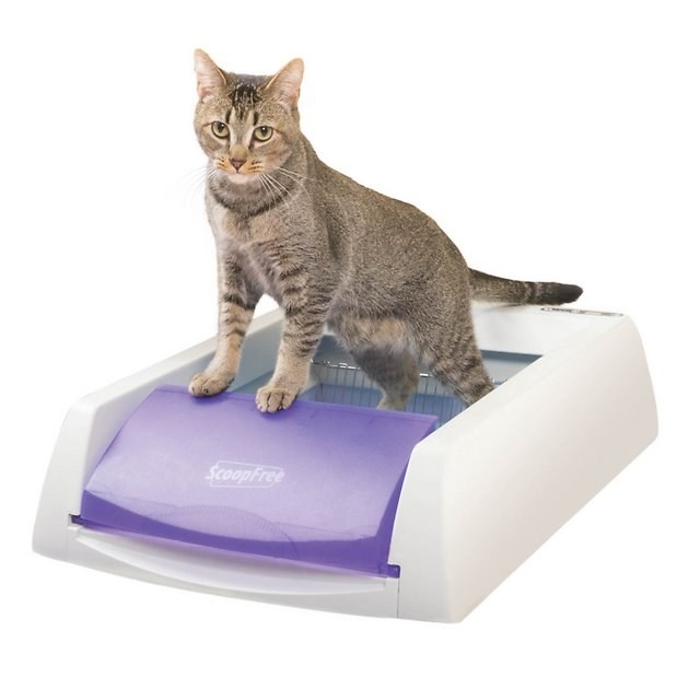 purple and white self-cleaning litter box with cat inside