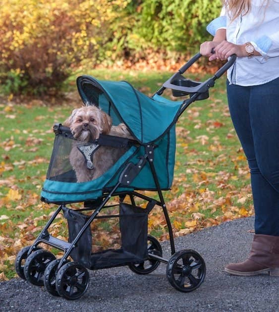 green dog stroller with small dog inside