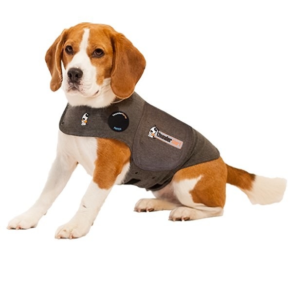 An anxiety vest on a dog