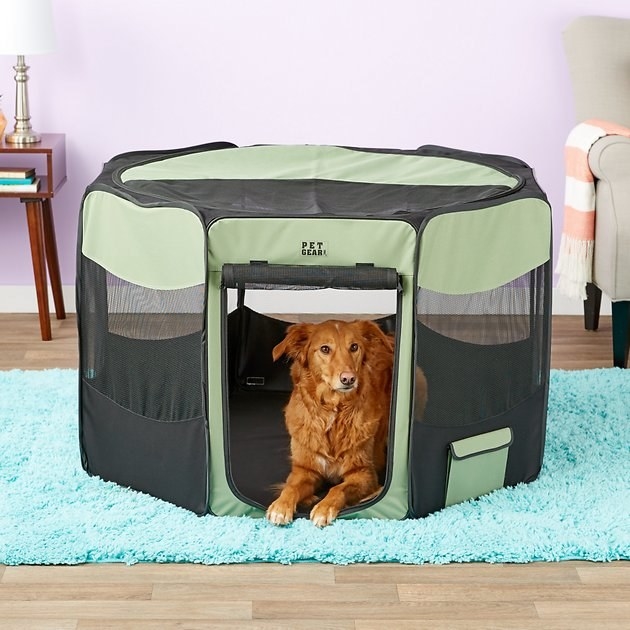 green covered pet pen with a dog sitting inside