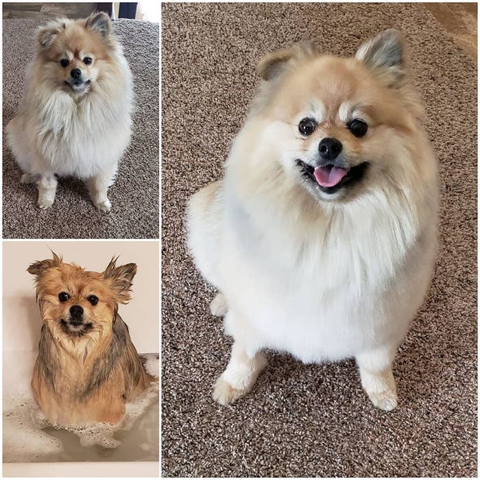 before and after images of a reviewer&#x27;s dog&#x27;s fur becoming less matted