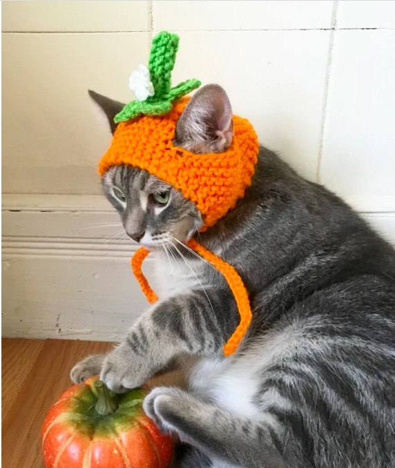 a cat wearing the hat next to a pumpkin