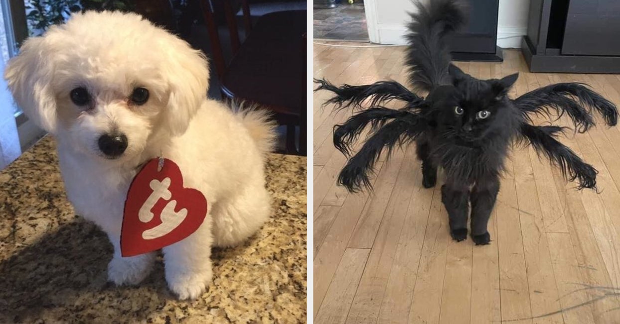 31 Viral Pet Halloween Costumes