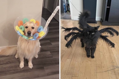 A dog dressed as a bowl of cereal, and a cat as a spider