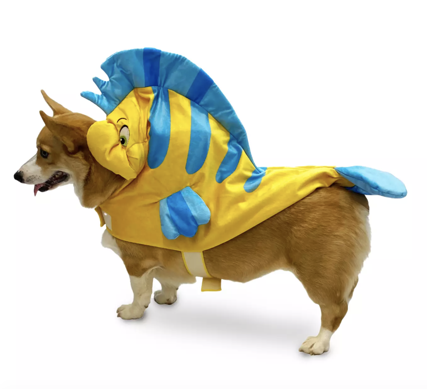 a corgi in a flounder costume